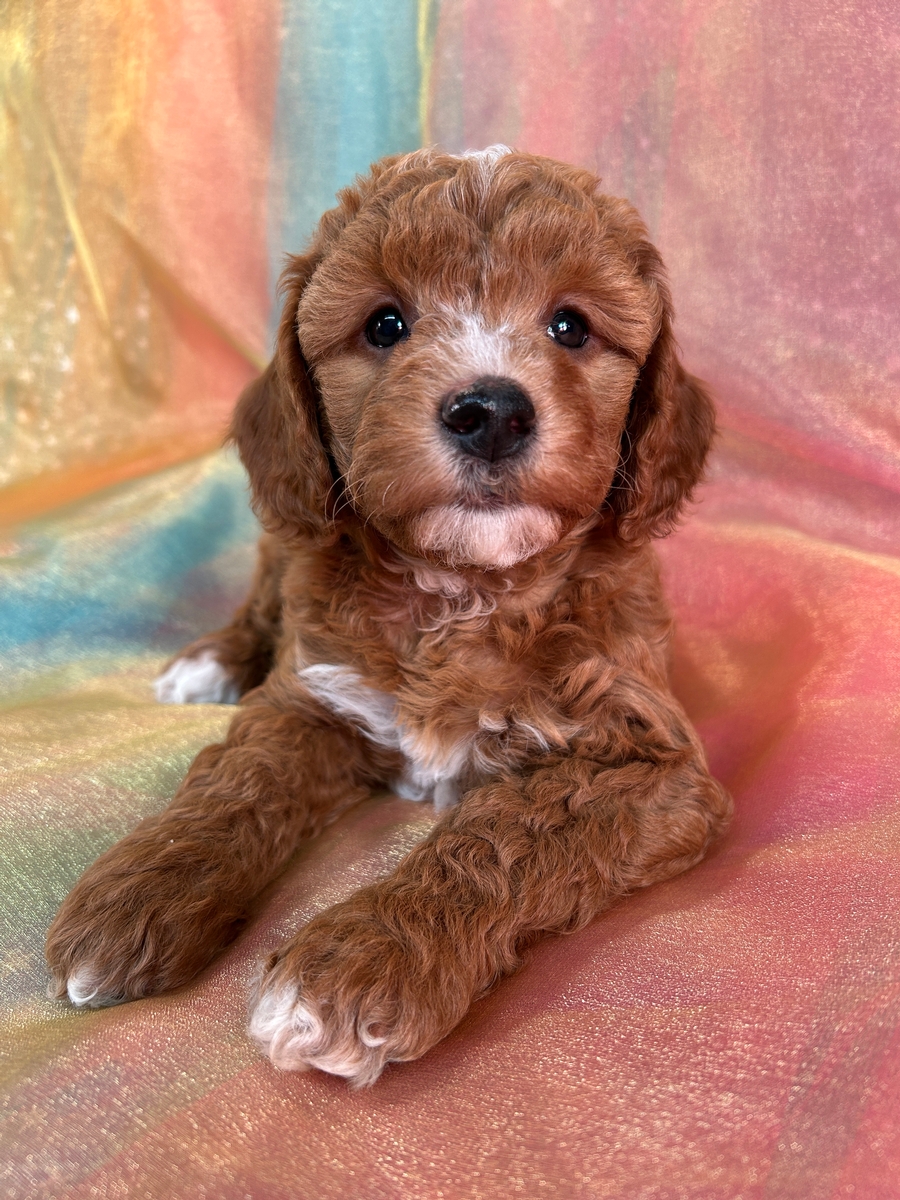 Female Bichon poodle Puppy for Sale, DOB 11-7-2024 $950